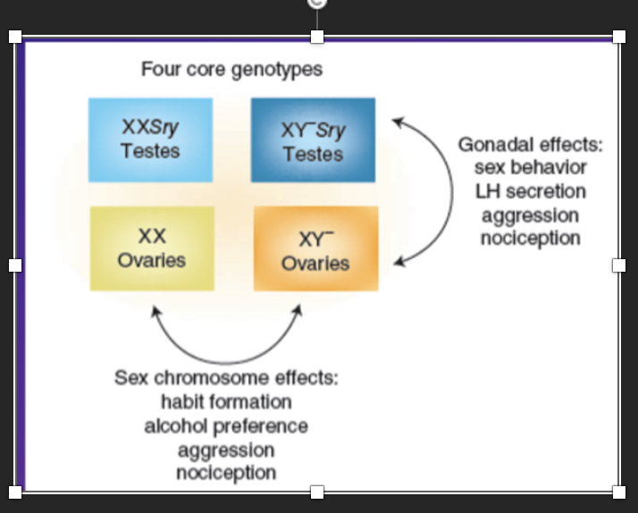 <p>To examine If hormones or genetics influences sex differences in the brain and studies the mices development:</p><p class="MsoNormal">Created 4 core genotypes – i.e. separated &nbsp;the SRY gene from the Y chromosome , removed sry chromosome from Y gene in second mouse)</p><p class="MsoNormal">XX, added SRY gene mouse – &nbsp;genetically female mouse produces testes and subsequent testosterone ,&nbsp;</p><p class="MsoNormal">XY with SRY testes – typical male genetics = mouse developes testes and then testosterone ,</p><p class="MsoNormal">Typical XX mouse - &nbsp;no SRY present = develop ovaries and have low levels of testoerone and all “female” genes ,</p><p class="MsoNormal">XY, &nbsp;SRY gene removed and left rest of chromosome in tact = &nbsp;ovaries develop in mouse, and so don’t develop early testosterone, but have all “male genes” minus SRY</p><p class="MsoNormal">Evidence sex differences occur which are purely hormonal - due to the presence/ absence of early testoerone – influenced by hormomes</p><p class="MsoNormal">Evinece sex differences occur which are purely genetic - &nbsp;occur due to presence/ absence of SRY gene – influenced by genetics</p><p class="MsoNormal">No need to memorise lists – just illustrates how to separate genetic from hormonal effects</p>