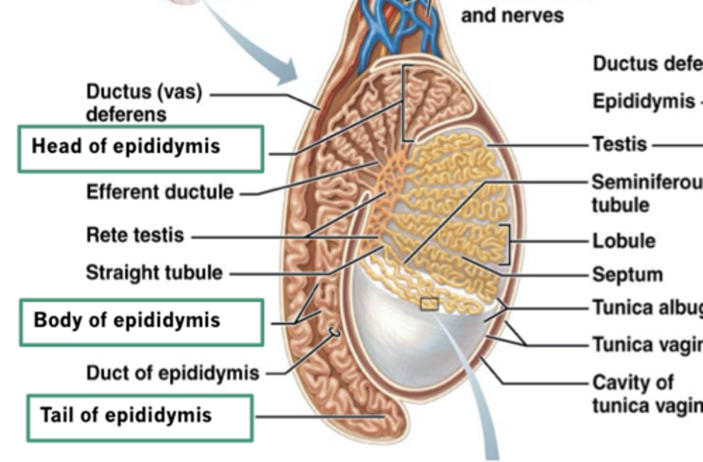 <p>head, body, and tail</p>
