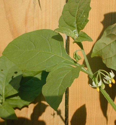 <p>Solanum sp.</p>