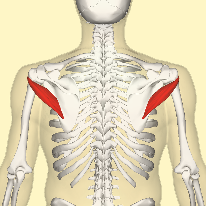 <p>Shoulder Joint Muscle Name:</p>
