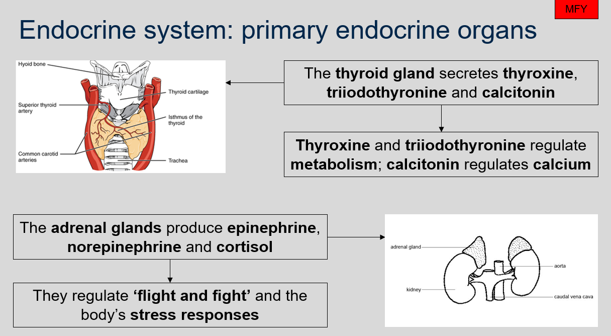 The adrenal glands produce epinephrine (adrenaline), norepinephrine (noradrenaline), and cortisol. These hormones help regulate the body's response to stress, including the "fight or flight" response, blood pressure, and blood sugar levels. 