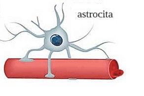 <p>Astrociti</p>