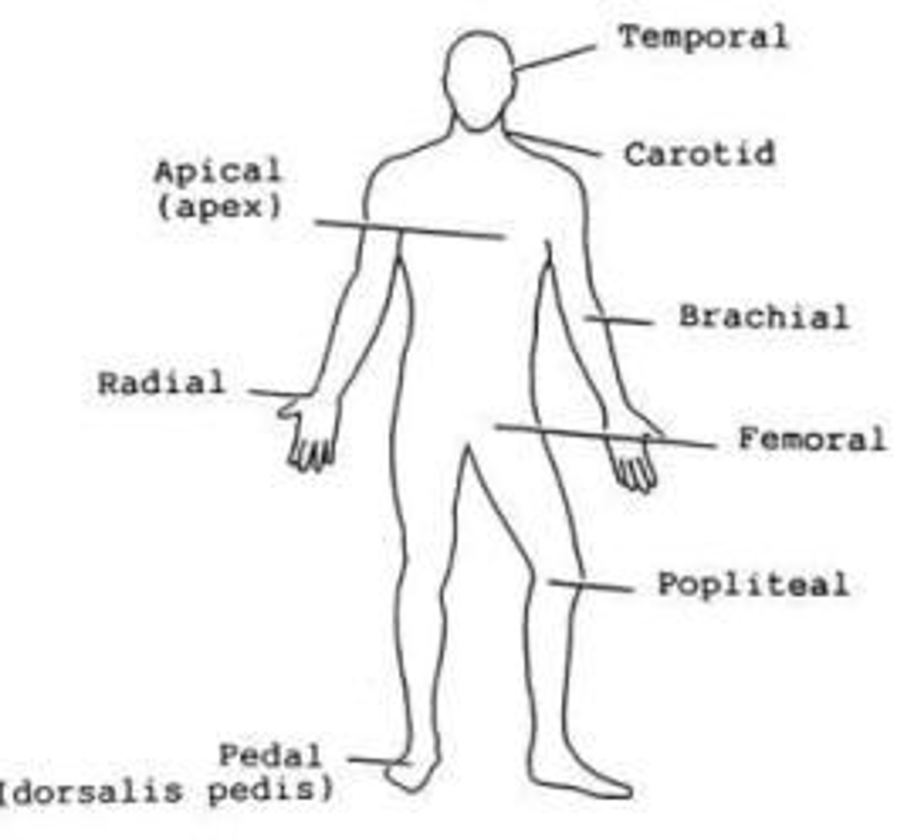 <p>coratid, apical, brachial, radial</p>