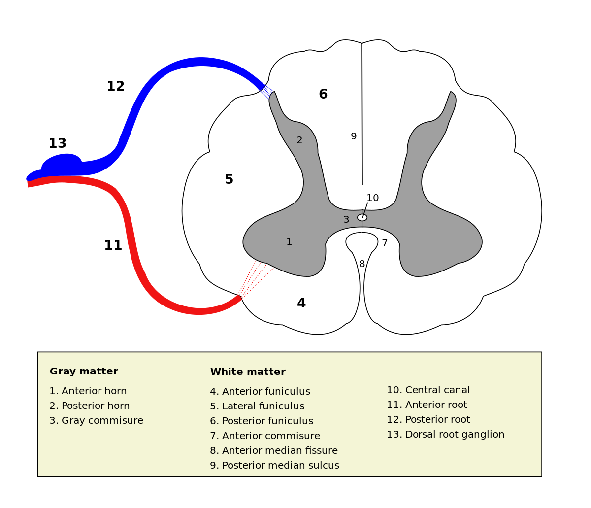 <p>Funiculus = WHITE MATTER</p><ul><li><p>(4) Anterior Funiculus - Sensory + Motor Tracts</p></li><li><p>(5) Lateral Funiculus - Sensory + Motor Tracts</p></li><li><p>(6) Posterior Funiculus - Sensory Tracts called <strong>Fasciculi</strong></p></li></ul>