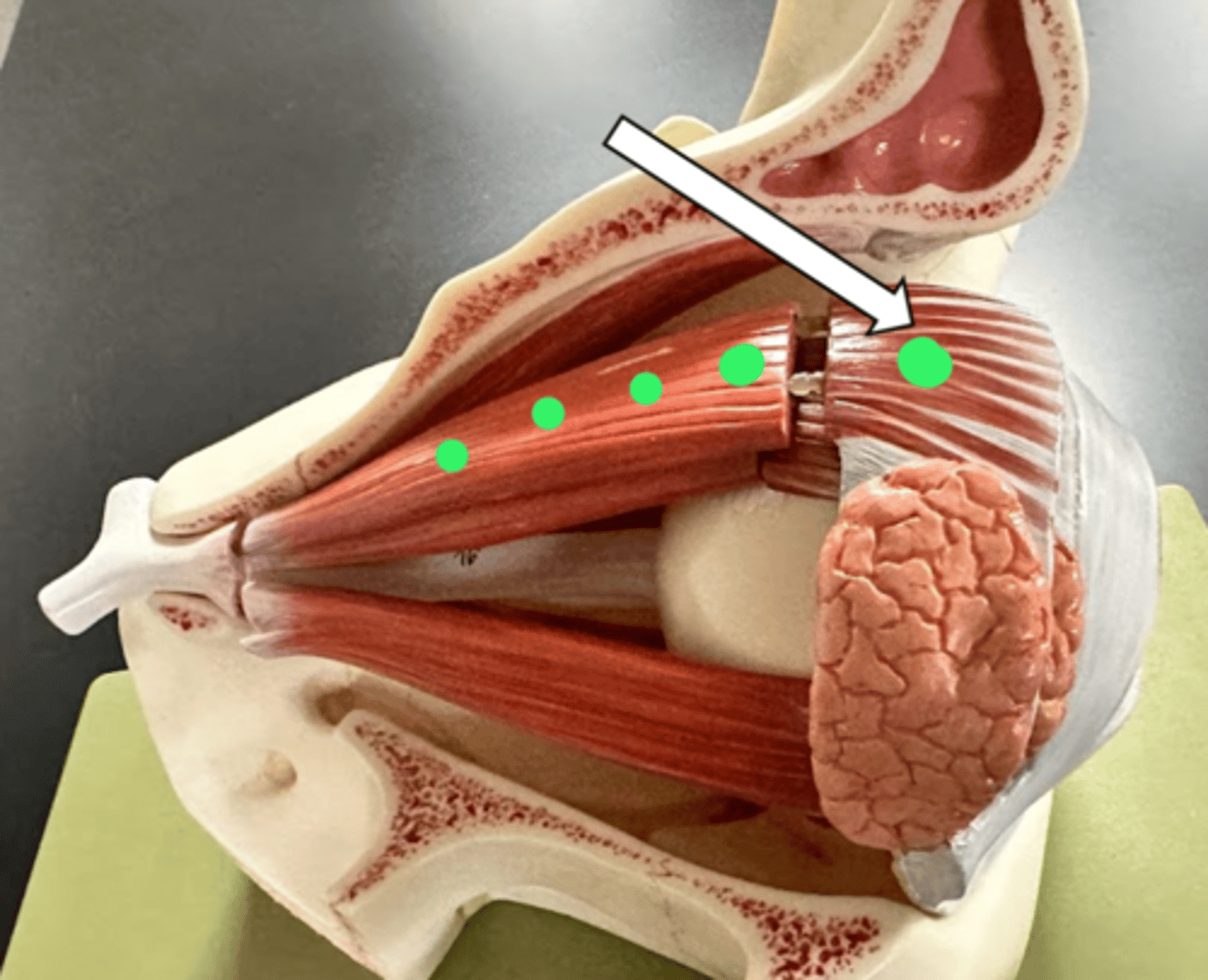 <p>name the structure</p>