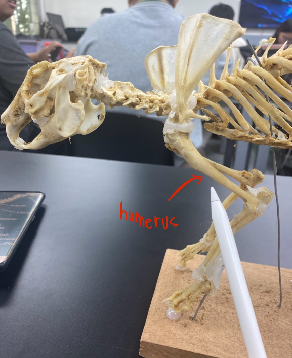 <p>Humerus</p>