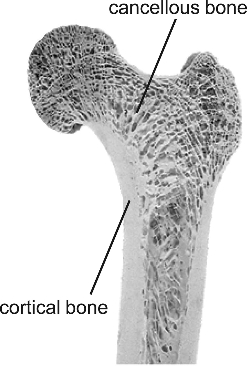 <p>Porous bone composing the inner portions of bone, redirects forces toward weight-bearing surfaces</p>