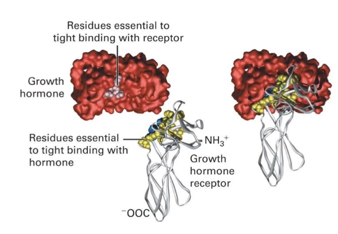 <ul><li><p>Based on <strong>molecular complementarity</strong></p></li><li><p>Factors:</p><ul><li><p>Shape and fit of interacting surfaces</p></li><li><p>Non-covalent interactions (e.g., hydrogen bonds)</p></li></ul></li><li><p>Specific amino acid residues in:</p><ul><li><p>Signal molecule</p></li><li><p>Receptor</p></li></ul></li><li><p>Single amino acid changes can <strong>disrupt binding</strong></p></li><li><p>Receptors usually bind <strong>only one natural ligand or closely related molecules</strong></p></li><li><p>Receptor binds signal:</p><ul><li><p>Conformational change in receptors intracellular domain → triggers signal transduction cascade → cellular response</p></li></ul></li></ul><p></p>