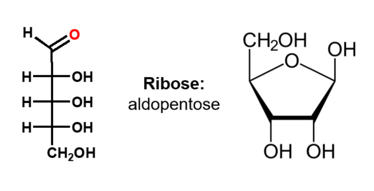 <ul><li><p>type; aldopentose</p></li><li><p>afgebeeld</p><ul><li><p>D-ribose</p></li><li><p><span>β-D-ribose</span></p></li></ul></li></ul><p></p>