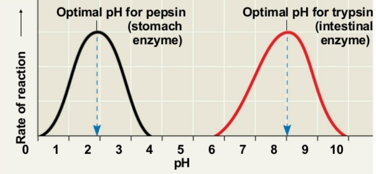 <p>Changes in pH can make an enzyme become less efficient. </p><p>The active sites of enzymes have amino acids that are either positively or negatively charged. The charged areas of the substrate must match the charged areas of amino acids in active sites. </p><p>If a solution becomes more acidic, then the concentration of hydrogen ions (H<sup>+</sup>) increases. These H<sup>+</sup> ions may bond to the negative parts of the enzyme or structure, preventing the matching (like in the Collision Theory) between the enzyme in the substrate, limiting reactions. Similarly, if a solution becomes more basic, then the concentration of hydroxide ions (OH<sup>-</sup>) increases. The OH<sup>-</sup> ions may bond with the positive charge of the substrate or enzyme, preventing matching. As a result, the enzyme becomes less efficient. </p><p>If the pH drastically changes, the bonds within enzymes may break. Enzymes may lose shape and become denatured. Whether or not it is permanently denatured depends on whether covalent bonds (like peptide bonds) have been broken. </p><p>No one pH is best for all enzymes. Most enzymes in the human body do best in neutral environments. However, some enzymes like Pepsin (in the stomach) is more active in the acidic pH of the stomach.  </p>