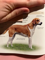 <p>Origin: France</p><p>Height: 24-28 in</p><p>Weight: 60-71 lbs</p><p>Life Span: 12-13 yrs</p><p>Type: Scent Hound</p>