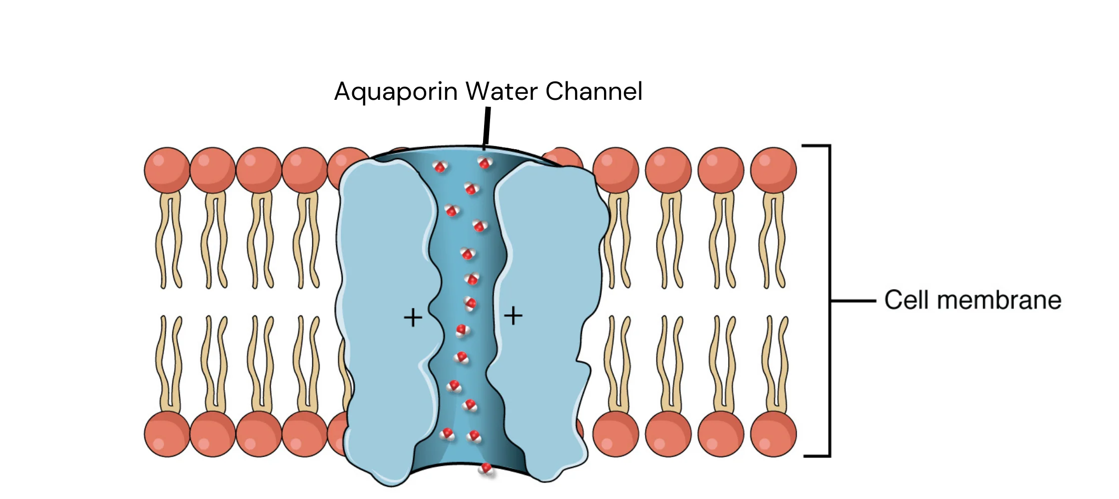 <p>() are water channels that allow for the bulk transport of water across the hydrophobic plasma membrane</p>