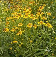 Sneezeweed