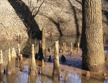 <p>used for plants growing in high salt muds of wet soil </p><p>facilitate oxygen uptake in O2-poor soil (mangrove tree)</p>