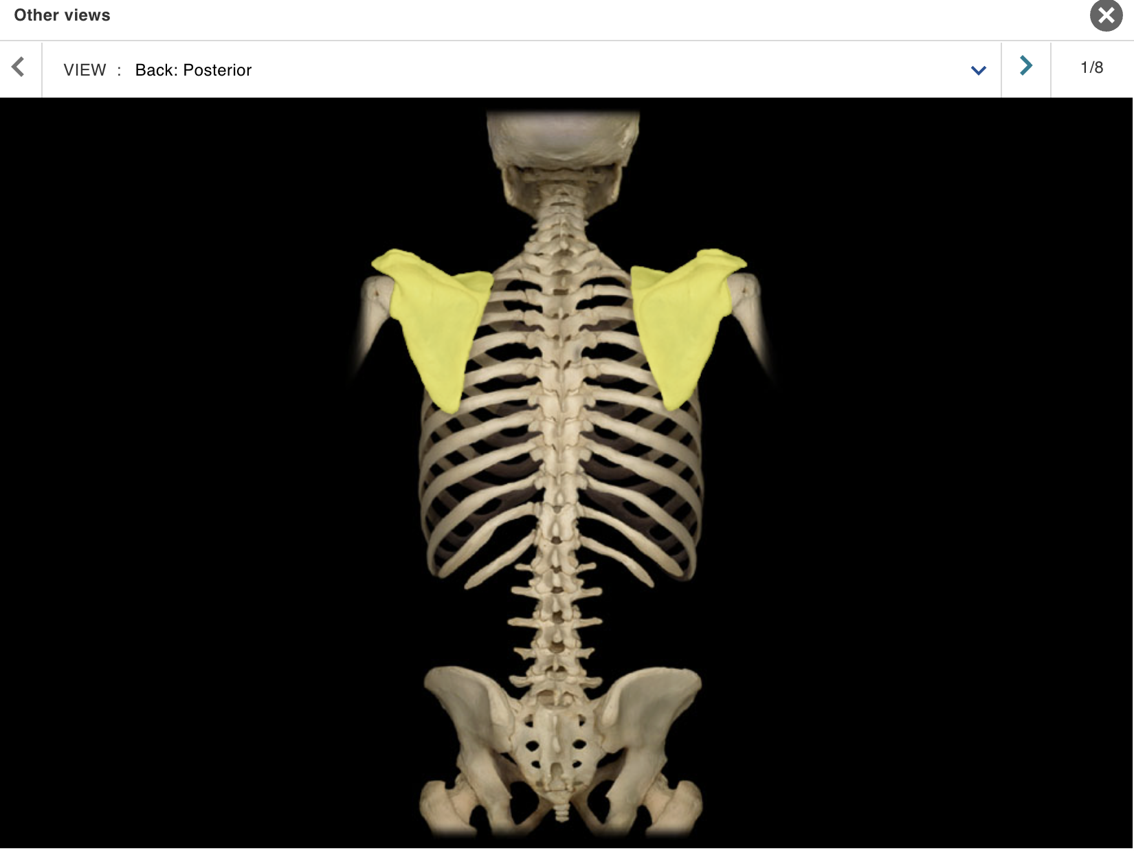 <p>Location:</p><ul><li><p>﻿﻿Posterior thorax</p></li><li><p>﻿﻿Overlies ribs 2-7</p></li></ul><p class="p1">Description:</p><ul><li><p>﻿﻿Large, triangular, flat bone</p></li><li><p>﻿﻿Characteristic features include spine, acromion, coracoid process, and glenoid cavity</p></li></ul><p></p>