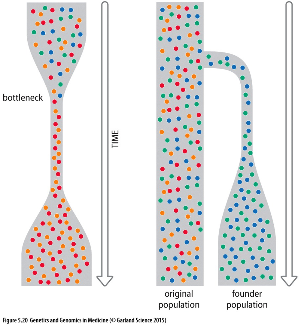 <p><strong>geneflow</strong>: the transferring of genetic diversity among population resulting in a change on allele frequencies</p><p><strong>genetic drift:</strong> the random fluctuations of allel frequencies within a population</p><p><strong>bottleneck event:</strong> an event that causes a severe reduction in population size and the next generation only has the alleles of the small population</p><p>founder effect: a type of genetic drift when small group in populations establishes new population and normally less frequent alleles become more common in new population</p>