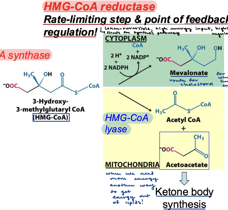 <p>When we have the energy to synthesize cholesterol, HMG-CoA will be reduced to mevalonate in the cytoplasm to go on and create cholesterol. If there is not enough energy and the body needs more energy, HMG-CoA will be broken down in the mitochondria and Acetoacetate will go toward ketone body synthesis for cells to get energy. </p>