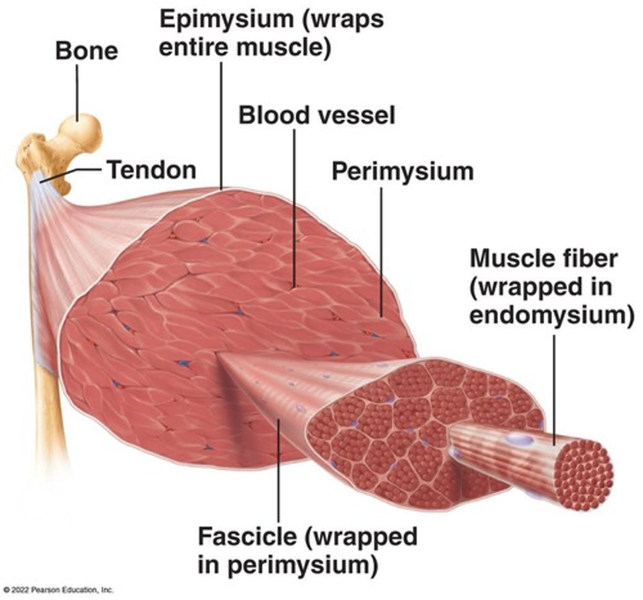 <p>Skeletal muscles attach to bones, enable body movements.</p>