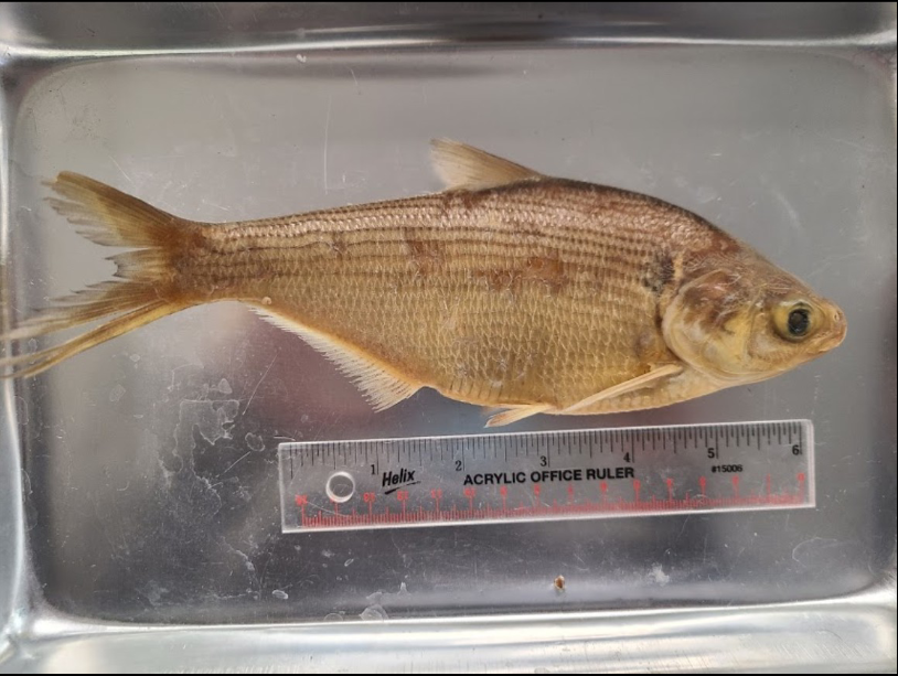 <p>What is the taxonomy, common name, and scientific name of this fish</p>