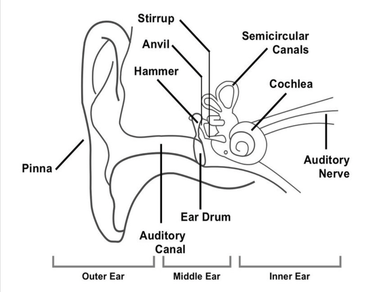 <p>ear diagram</p>