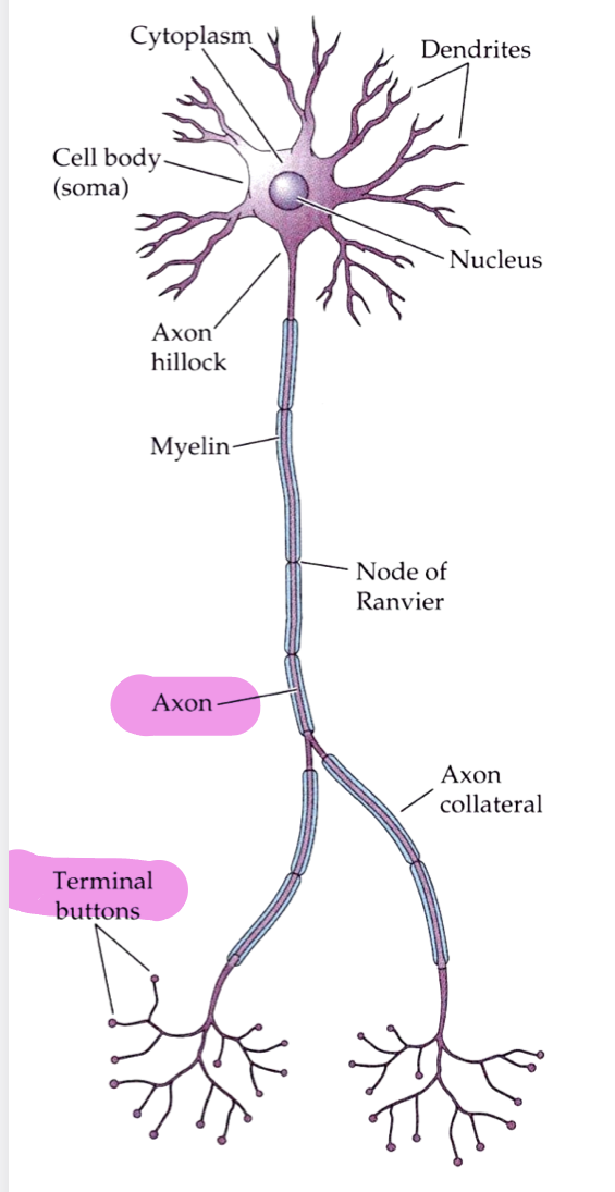 <p>-prolongement cylindrique: diamètre de 0,2 à 20um <u>constant</u> jusqu’à son extrémité</p><p>-nombreuses ramifications= arborisation terminale</p><p>-chaque ramification se termine par un bouton terminal — synapse avec la cible qu’il innerve (neurone, muscle)</p>