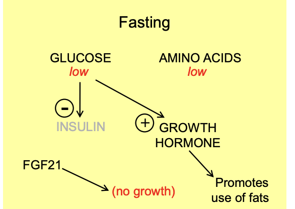 <ol><li><p>Glucose low and aminos low</p></li><li><p>Hypoglycerimia promotes GH and is permissed by low insluin</p></li><li><p>Low gluose→ low insulin</p></li><li><p>GH promotes use of fat</p></li><li><p>FGF21 STOPS the GH growth effect</p></li></ol><p></p>