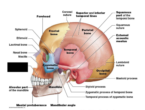 term image