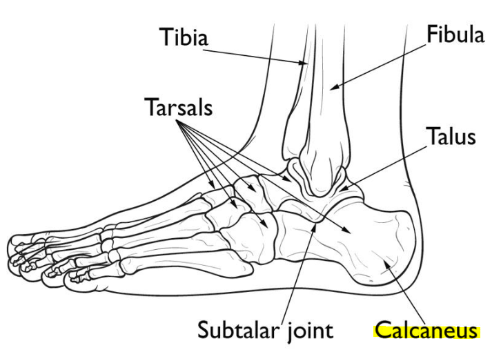 <p>posterior, as it’s located on the back side of the foot, closer to the rear. Relating to the heel bone (calcaneus) of the foot.</p>
