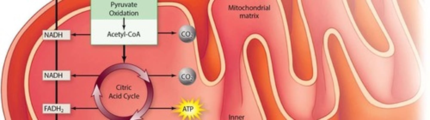 <p>Cycle oxidizing acetyl-CoA, producing CO2 and energy carriers.</p>