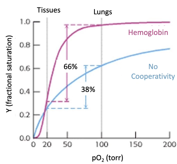 <ul><li><p class="">Hemoglobin must:</p><ul><li><p class=""><strong>Pick up O₂</strong> in lungs (high pO₂ ~100 torr)</p></li><li><p class=""><strong>Release O₂</strong> in tissues (low pO₂ ~20 torr)</p></li></ul></li><li><p class=""><strong>Graph comparison</strong>:</p><ul><li><p class="">Y-axis: Fractional O₂ saturation</p></li><li><p class="">X-axis: Partial pressure of oxygen (pO₂)</p></li></ul></li><li><p class=""><strong>Myoglobin (monomeric)</strong>:</p><ul><li><p class="">Hyperbolic curve; ~38% saturation difference between lungs &amp; tissues</p></li></ul></li><li><p class=""><strong>Hemoglobin (cooperative)</strong>:</p><ul><li><p class="">Sigmoidal curve; ~66% saturation difference</p></li><li><p class="">Efficient O₂ <strong>loading and unloading</strong></p></li></ul></li></ul><p></p>