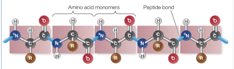 <p>Linear sequence of amino acids joined by peptide bond</p>