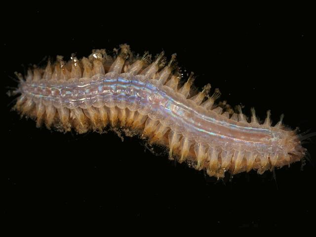 <p>Scale worm (<em>Lepidonotus)</em></p>