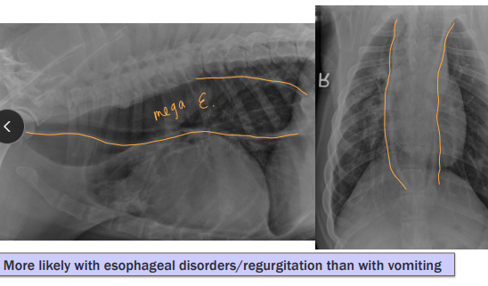 <ul><li><p><span style="background-color: transparent;"><strong><span>Et: </span></strong><span>Megaesophagus, </span><strong><u><span>MG,</span></u></strong><u><span> PRAA</span></u><span>, reflux, FB, </span><u><span>hiatal hernia</span></u></span></p></li><li><p><span style="background-color: transparent;"><strong><span>Where:</span></strong></span></p><ul><li><p><span style="background-color: transparent; color: green;"><strong><span>With dysphagia: </span></strong><span>Oropharynx + prox esophagus</span></span></p></li><li><p><span style="background-color: transparent; color: green;"><strong><span> Normal swallowing: </span></strong><span>Lower esophagus</span></span></p></li></ul></li><li><p><span style="background-color: transparent;"><strong><span>Sig: </span></strong><span>GSD, Shar Pei, Golden, Bulldog</span></span></p></li><li><p><span style="background-color: transparent;"><strong><span>Cs: </span></strong><span>No warning, no abdominal effort, </span><u><span>tubular foamy material, undigested food</span></u></span></p><ul><li><p><span style="background-color: transparent;"><strong><u><span>Passive expulsion undigested post eating + No bile</span></u></strong></span></p></li></ul></li><li><p><span style="background-color: transparent;"><strong><span>Dt: </span></strong><span>Imaging endoscopy, </span><u><span>MG test (AChR Ab)</span></u><span>, Oral exam (awake + sedated)</span></span></p></li><li><p><span style="background-color: transparent;"><strong><span>Comp:</span></strong><span> </span></span><span style="background-color: transparent; color: green;"><span>Aspiration pneumonia, </span></span><span style="background-color: transparent;"><span>malnutrition, weight loss</span></span></p></li></ul><p></p>