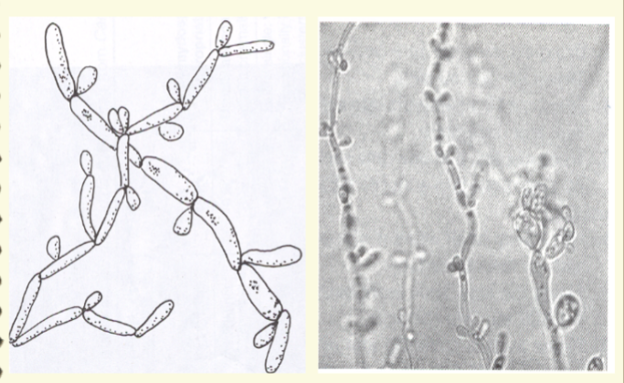 <p>Candida parapsilosis</p>