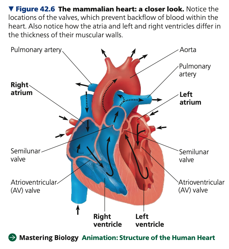 <p><strong>Mammalian Heart</strong></p><ul><li><p>size of a clenched fist and consists mostly of cardiac muscle</p></li><li><p>Located behind the _____ (breastbone)</p></li></ul><ol><li><p><strong>2 atria</strong></p></li></ol><ul><li><p>Blood collection ___-walled upper chambers</p></li><li><p>receiving blood returning from lungs and tissues</p></li><li><p>Much of the blood that enters the atria flows into the ventricles while all four heart chambers are relaxed</p><ul><li><p>The remainder is transported by the atria contracting right before the ventricles contract</p></li></ul></li></ul><ol start="2"><li><p><strong>2 ventricles</strong></p></li></ol><ul><li><p>Blood collection, ____-walled lower chambers</p></li><li><p>Pumps blood away throughout the body via systemic circulation</p></li><li><p>Left ventricle &gt; right ventricle in terms of ____ during contraction</p><ul><li><p>Left ventricle = right ventricle in terms of ______ of blood pumped when contracted</p></li></ul></li></ul>