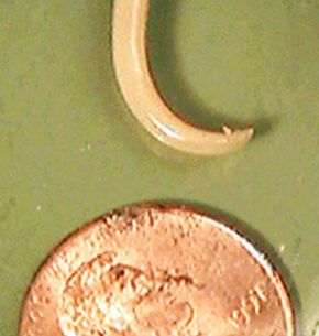 <ol><li><p>SN</p></li><li><p>PS</p></li><li><p>DH</p></li></ol><p></p>