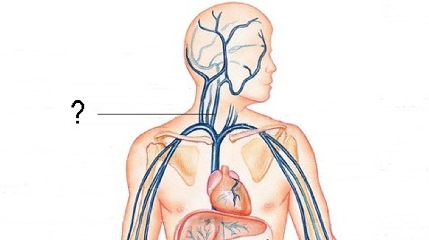 <p>-Receive the major portion of blood from the brain, neck, and superficial parts of the face</p><p>-Course lateral to the carotid artery</p><p>-Unite with the subclavian vein, forming the innominate (brachiocephalic) vein</p><p>-Right and left innominate veins join, forming the SVC</p>