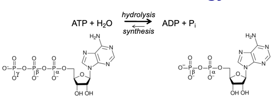 <p>main energy carrier in a cell; hydrolyzed to ADP (adenosine diphosphate) with release of energy; one constituent of RNA</p>