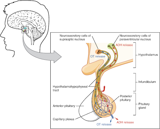 The posterior pituitary releases these hormones in response to depolarization of hypothalamic neurons.