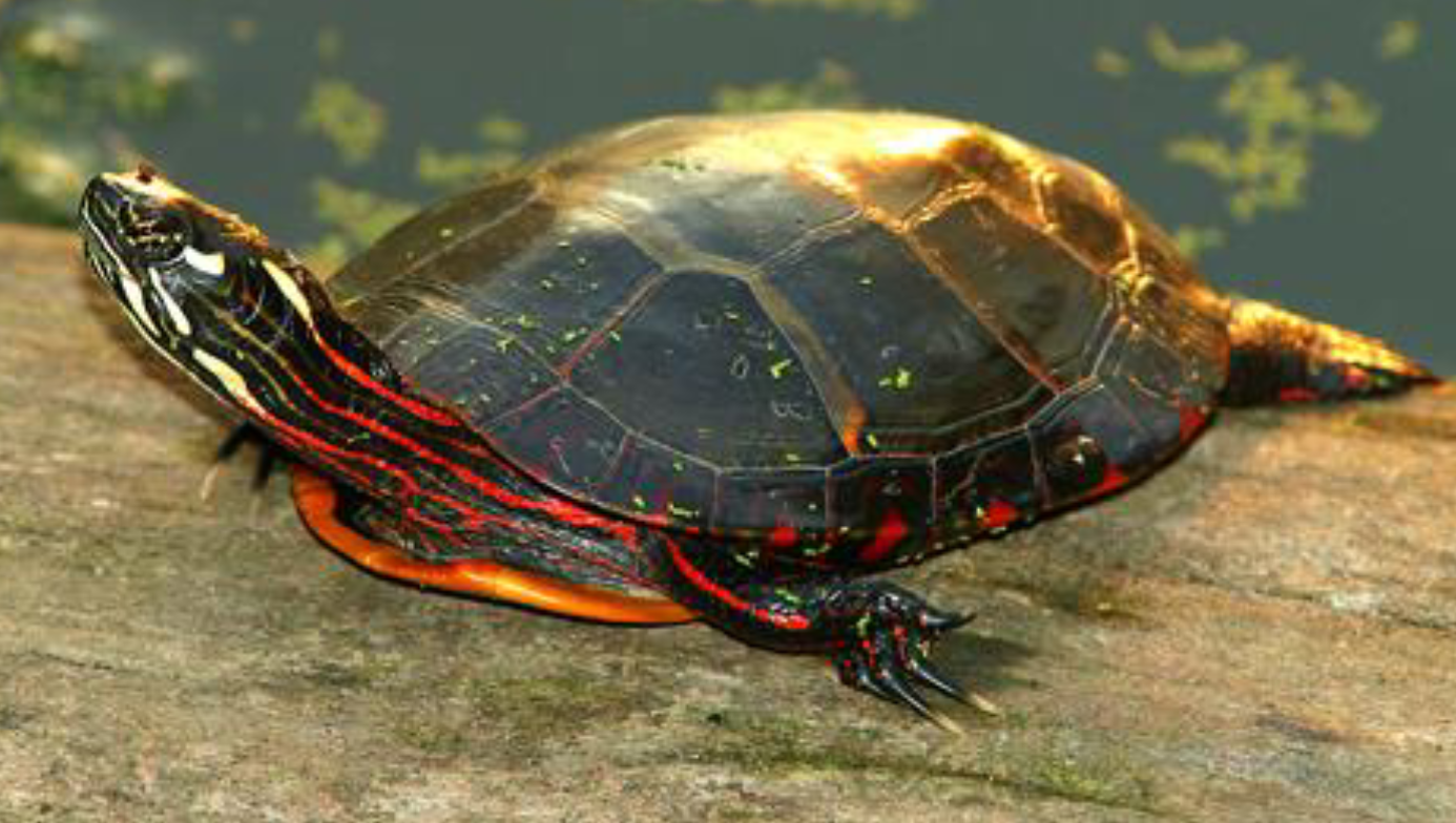 <p><span>what is this and what are its habitat and diet preferences</span></p>