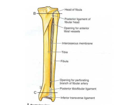 <p>fibula unites partially/completely to tibia (ex: horses, frogs)</p>