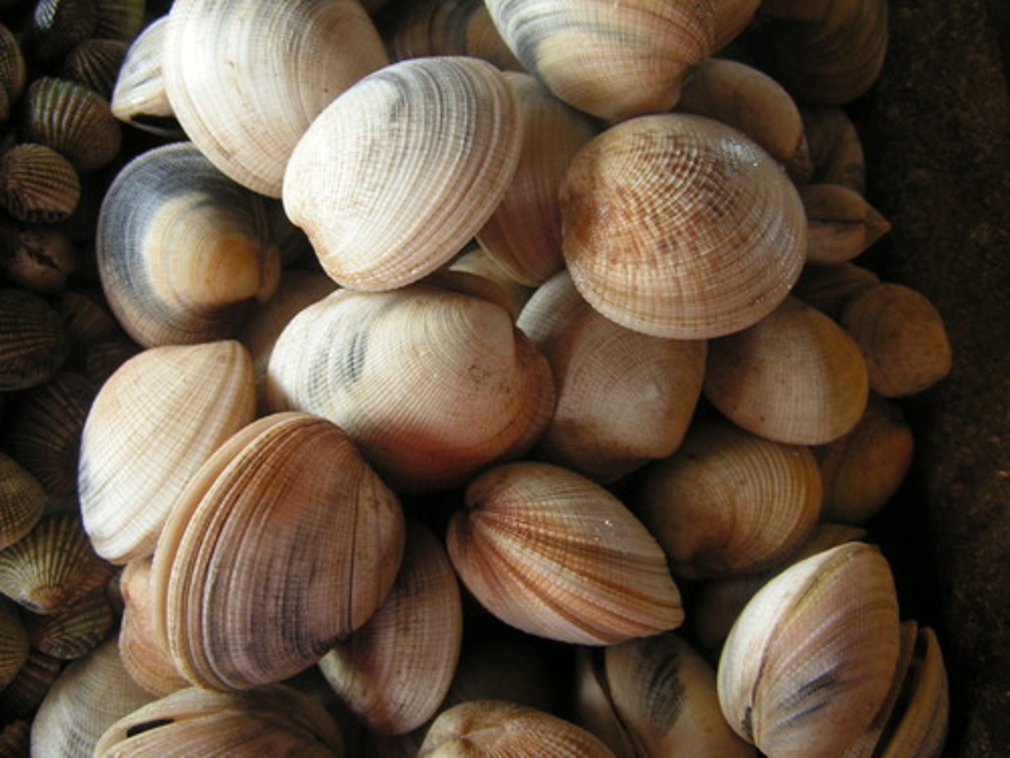 <p>shellfish</p>