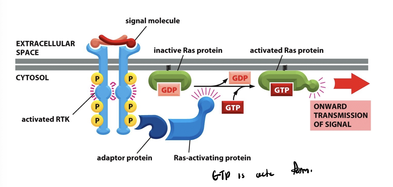 <p>binding of cytoplasmic signaling proteins leads to stimulation. this exchange leads to a conformational change in the G-protein, activating it and initiating downstream signaling cascade</p><ul><li><p>occurs when a G protein (=GTPase) releases its bound GDP and binds instead to a GTP</p></li></ul><p></p>