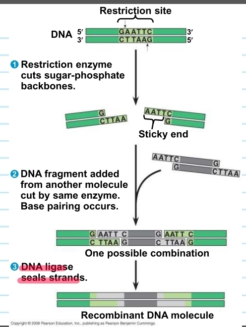 <p>restriction enzymes</p>