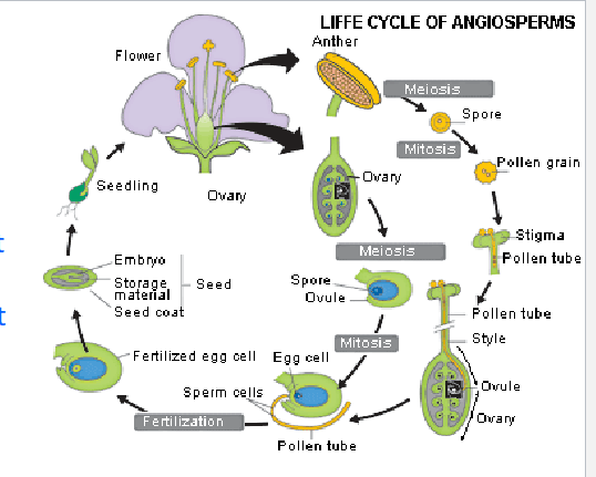 <p>1. Development of Pollen Grains:</p><p>• Male 2n anthers contain 2n microsporangia which produce n microspores (by meiosis)</p><p>• microspores develop into pollen grains, each containing a reduced n male gametophyte</p><p>• The gametophyte is made up of two haploid (n) cells: </p><p>1 n cell will divide to form two haploid (n) sperm cells and 1 n cell will divide to produce the n pollen tube (after pollination)</p><p>2. Development of Female Gametophyte</p><p>• In a 2n ovule inside an 2n ovary, a 2n megasporangium produces 4 n cells via meiosis. one cell becomes the n megaspore that forms the reduced female n gametophyte with eight n nuclei: ( 1egg, 3 antipodal cells, 2 polar nuclei, 2 synergid nuclei)</p><p>3. Pollination: pollen may be dispersed by wind or animals A pollen grain lands on a carpel’s stigma</p><p>• one n cell starts dividing to form a pollen tube that grows down the carpel’s style, through the micropyle opening of the carpel’s ovule</p><p>• It discharges its two haploid sperm cells into the ovule.</p><p>4. “Double Fertilization” occurs:  1st sperm fertilizes the egg &amp; forms a 2n zygote and the 2nd sperm fuses with the 2 female polar nuclei &amp; forms a 3n cell that divides to becomes the 3n endosperm.</p><p>5. Zygote becomes embryo, ovule becomes seed, ovary becomes fruit. </p>