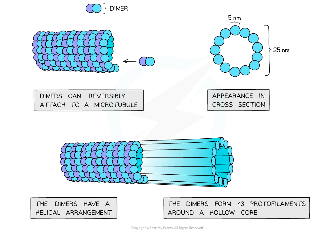 <p>microtubule</p>