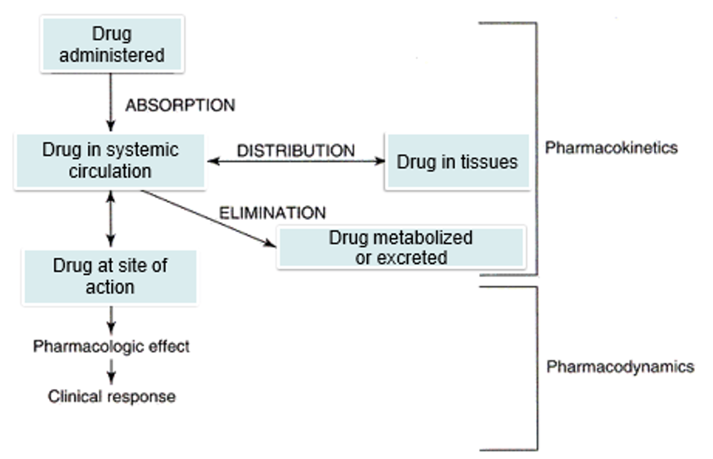 <p>kinetics= what body does on drug</p><p>-where?how much? how often?</p><p>dynamics= what drug does to body</p><p>-effects of drug</p><p>both: plasma concentration</p>