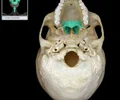<p><span>L-shaped bone<br>Forms posterior portion of hard palate</span></p>