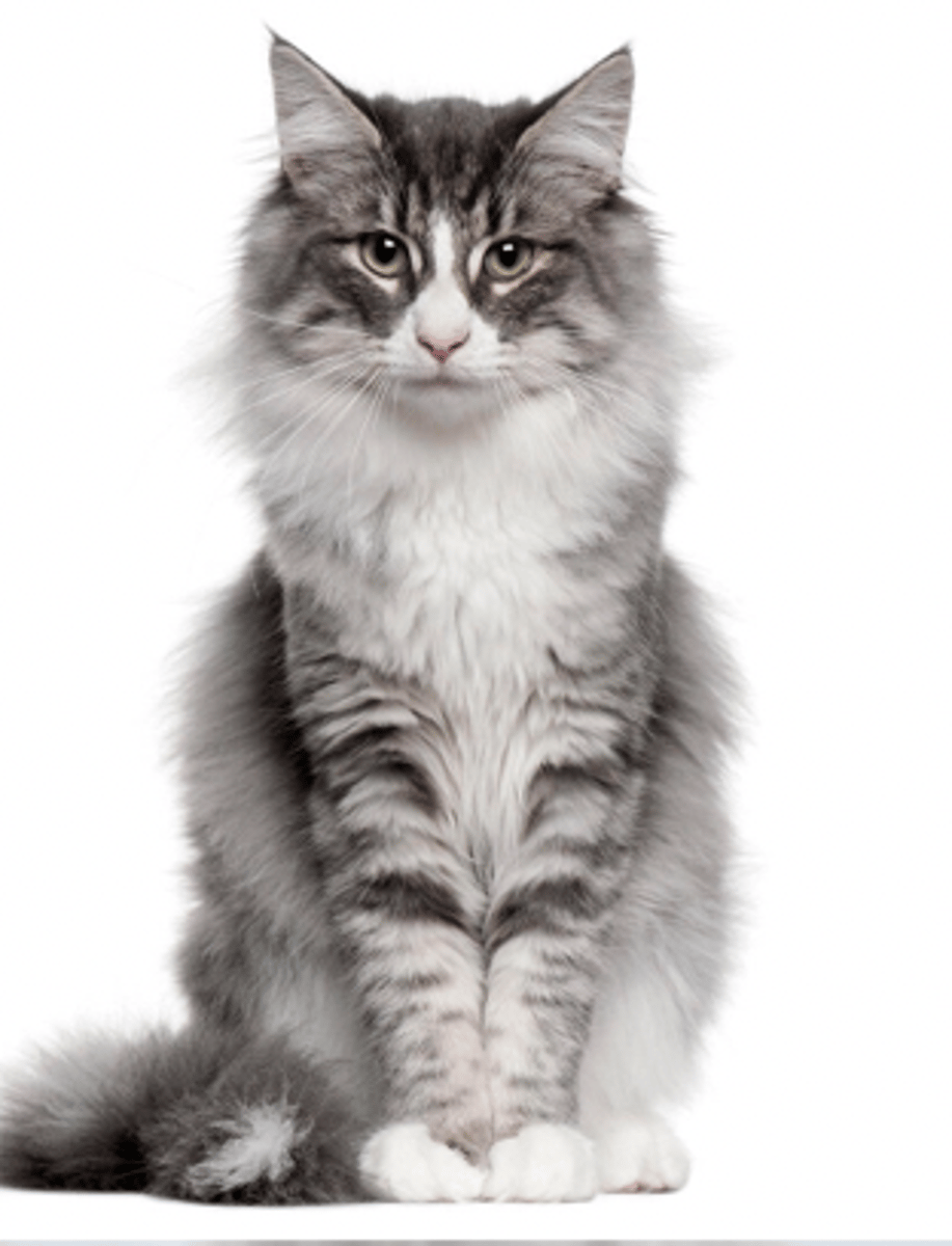 <p>fluffy, huge, smaller muzzle than on the MCO</p>
