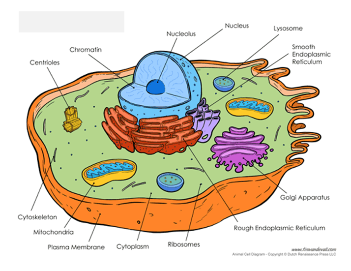 <p>Have centrioles, lysosomes, flagella</p>